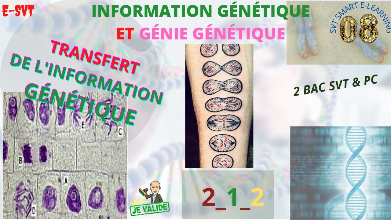 La mitose , Comment se fait le transfert de l'information génétique d'une cellule ç une autre ??
