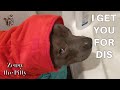 Funny Dog Hates Bath Time And Does Everything To Avoid It