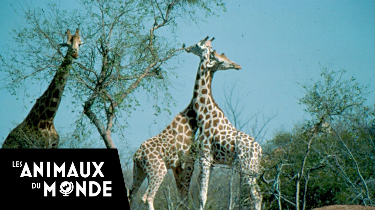 Pacte avec les girafes - Niger - Fous d'animaux
