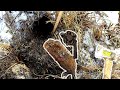 Winter Muskrat Trapping