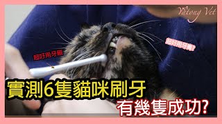 [實測]貓刷牙六隻貓咪對於刷牙的容忍程度!!