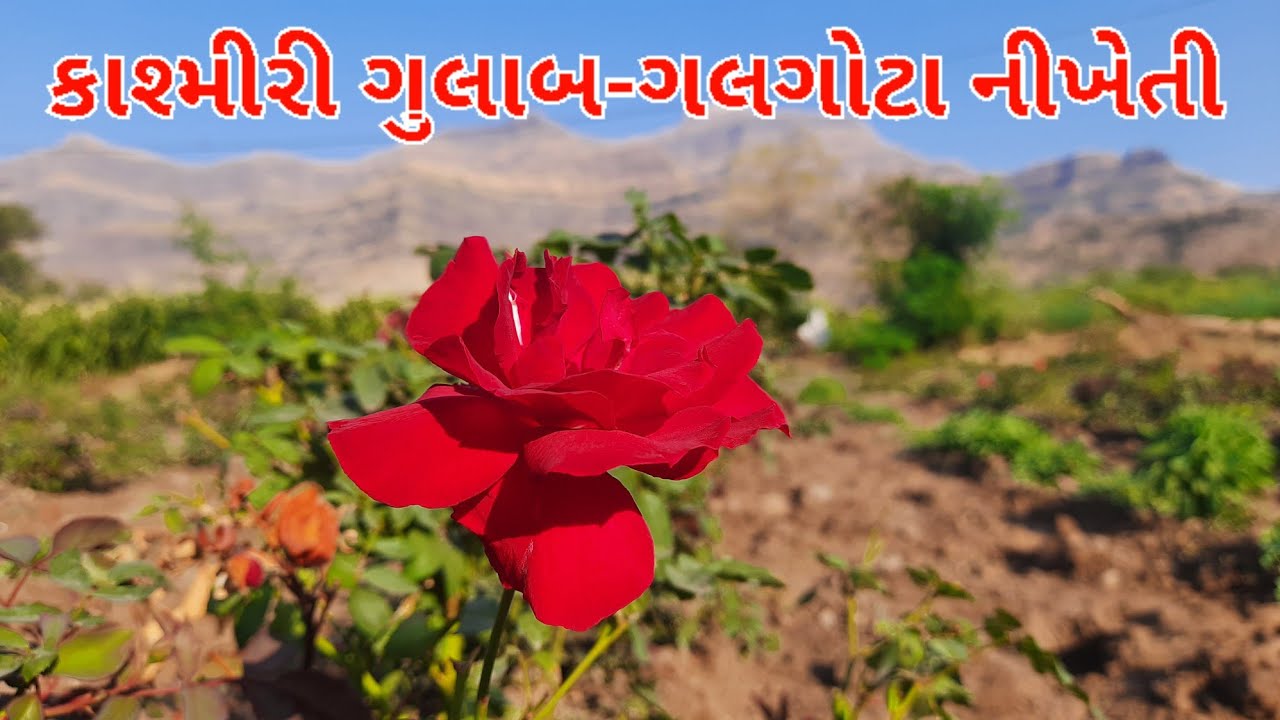 કાશ્મીરી ગુલાબ અને ગલગોટા ની ખેતી