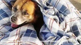 Bus Station Comes Up With A Brilliant Solution To Help Stray Dogs Escape The Cold