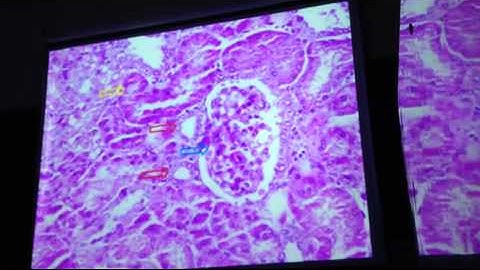 Mô Học: Bài 12 Hệ tiết niệu