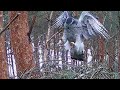 Northern Goshawk Estonia~Male with Transmitter & Female are doing nest building~2:52 PM 2022/02/27