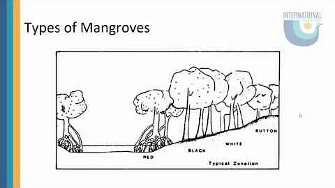 The Importance of Mangroves - DayDayNews