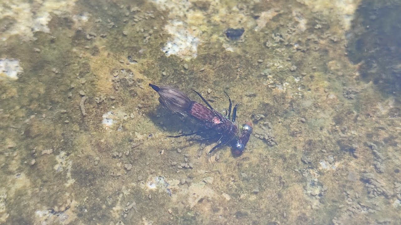 Fly Tying Dragonfly Nymph YouTube