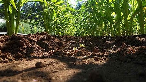 Soil Health: Maintaining and Improving for Sustainable Agriculture