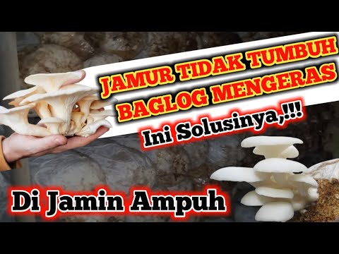 Video: Seberapa cepat jamur tumbuh dan apa yang mempengaruhi laju pertumbuhannya?