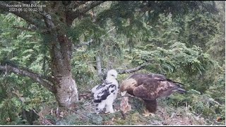 Bucovina Golden Eagles ~ Golden Eaglet Tries To Wingercise! Lucina Feeds Her Chick Fox Pup! 6.9.23