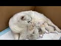 !!MY CAT GAVE BIRTH!!  - ولادة قطتي و احلى قطط صغيرة