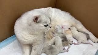 !!MY CAT GAVE BIRTH!!  - ولادة قطتي و احلى قطط صغيرة