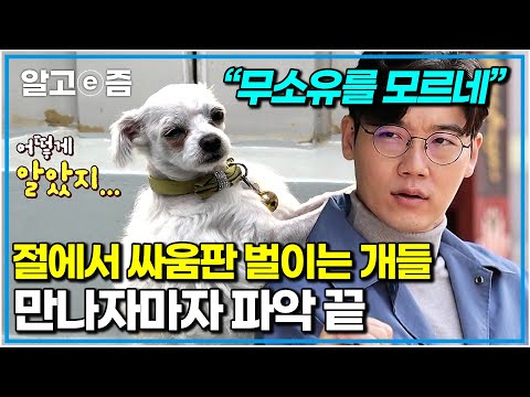 “역시 대번에 알아보시네” 절에서 피 볼 때까지 싸우는 강아지들에 설쌤 출동! 스님의 ‘이 행동’ 때문이라는데｜세상에 나쁜 개는 없다｜알고e즘