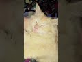 ghummmmm😴😴😴#foryou #funnycats #viralvideo #reels #growmyaccount