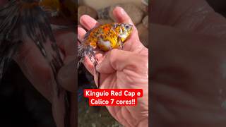 Kinguios Red Cap, Cálico ou 7 cores e telescópio crescendo no mini lago! #short #shortvideo #shorts