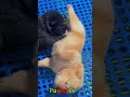 かわいい子犬の日常 #koreaPuppies #japanDogs