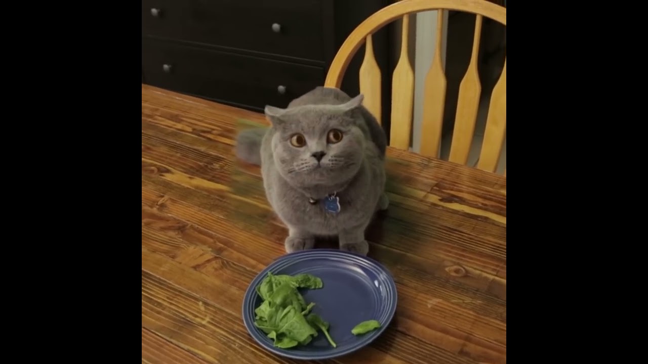 Cat Doesn T Finish Vegetables