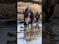 Rhino Drinks Water… But It's Full of Crocodiles!
