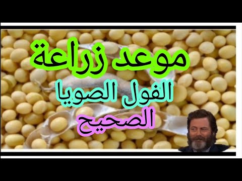 موعد زراعة فول الصويا وأهم الاصناف