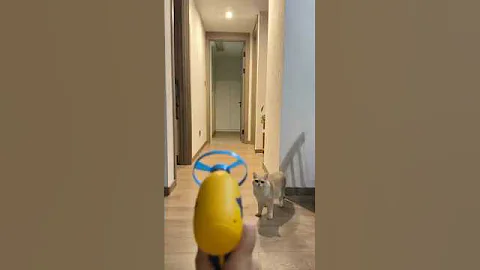 Video 11696001: kitten cutecat catlover funnycats, cat kitten, kittens pure, funny cat