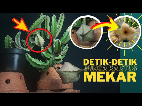 Video: Stapelia - Tumbuhan Succulent Yang Indah Dan Asli Akan Menghiasi Tingkap Anda