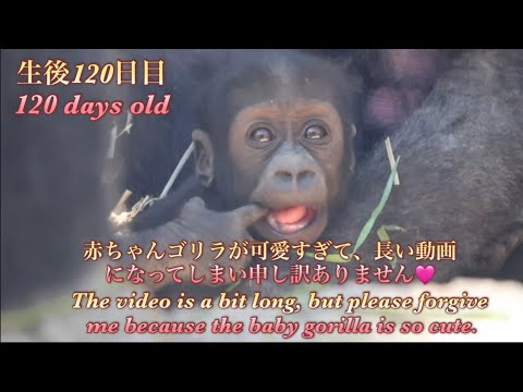 ママの腕から出たそうにしてたのに、いざ地面に置かれると不安でママの腕しがみついて離れない赤ちゃんゴリラ♪⭐️Gorilla【京都市動物園】