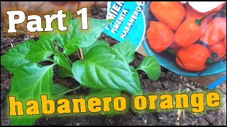 زراعة فلفل هابانيرو البرتقالي / growing orange habanero pepper