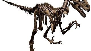 DG #184 - Questions about Dakotaraptor