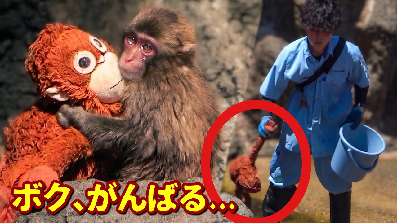 Growing Up! Baby Monkey Tries to Be a Big Brother But Misses His