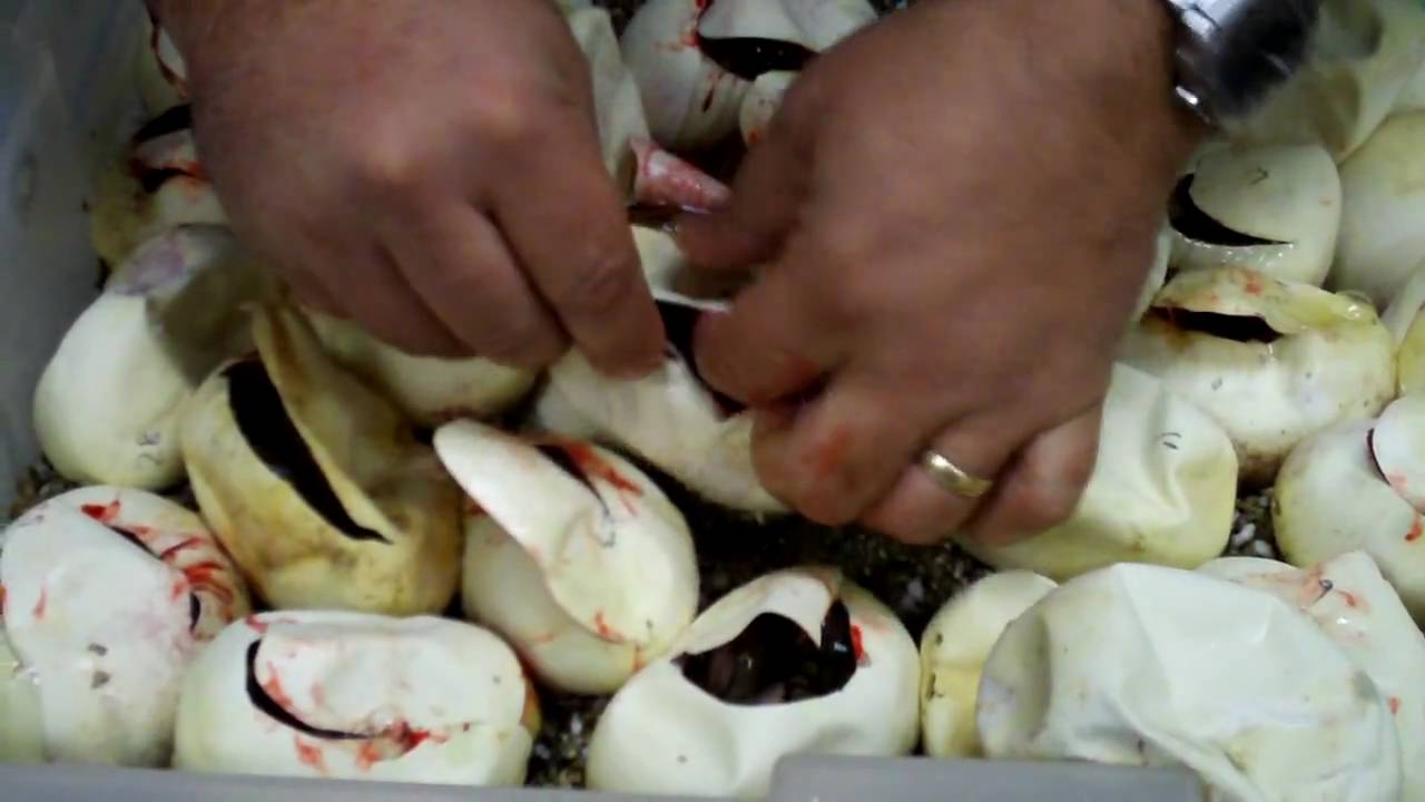 brewery at the palace Worth the Wait!