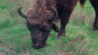 The Wild Bison Grazes On The Prairies Of North America. Close-Up Of Bison European Or American Bison