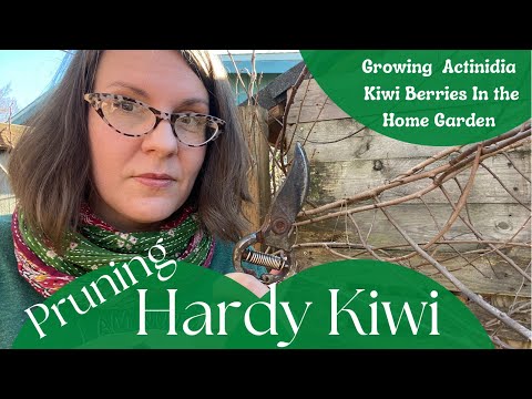 וִידֵאוֹ: Pruning Overgrown Kiwi Vines - How To Prune Kiwi An Overgrown Kiwi
