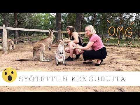 Video: Kengurujen Ja Kestävän Alkoholijuoman Hyväily: Adelaiden Parhaat Puolet Australiassa