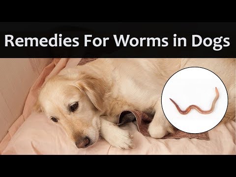 home-remedies-to-get-rid-of-worms-in-your-dog-at-home