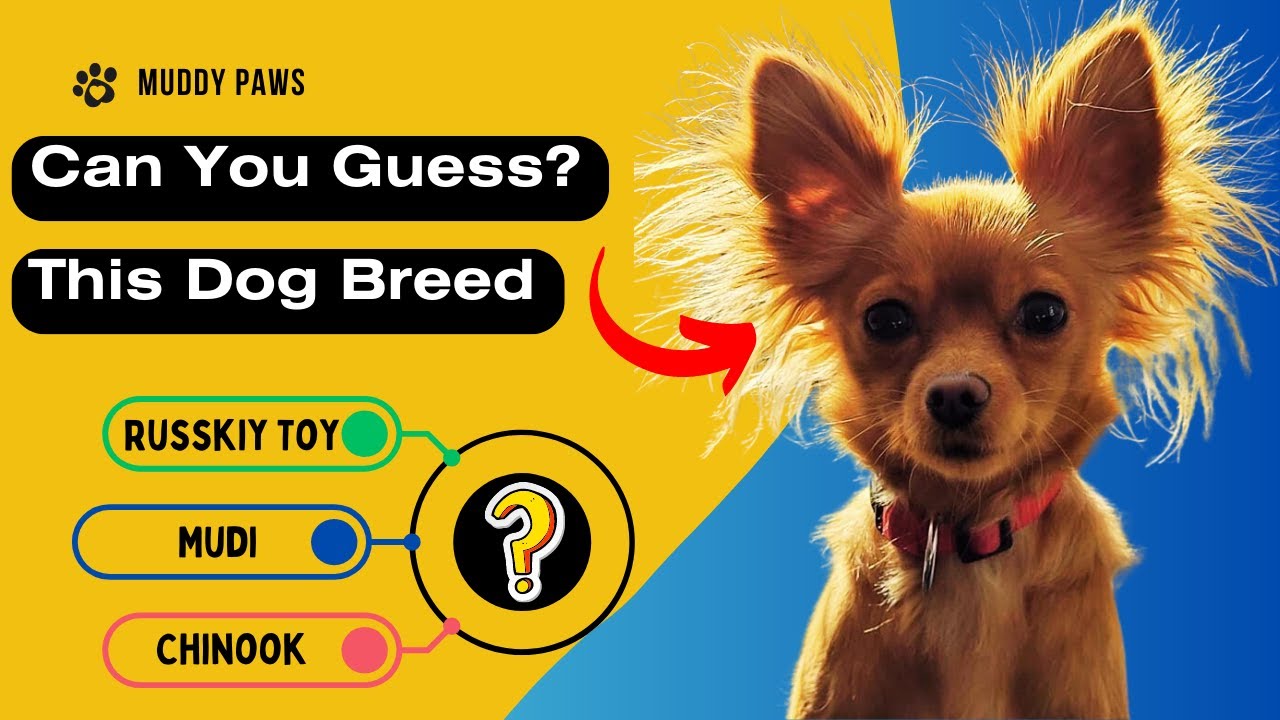 Dog Lover Quiz Can You Guess the Dog Breed? Muddy Paws YouTube