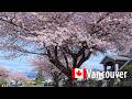 🇨🇦Vancouver Cherry Blossom Walk 🌸 | Japanese Market + Persian Market Grocery Prices 2026 (4K POV)