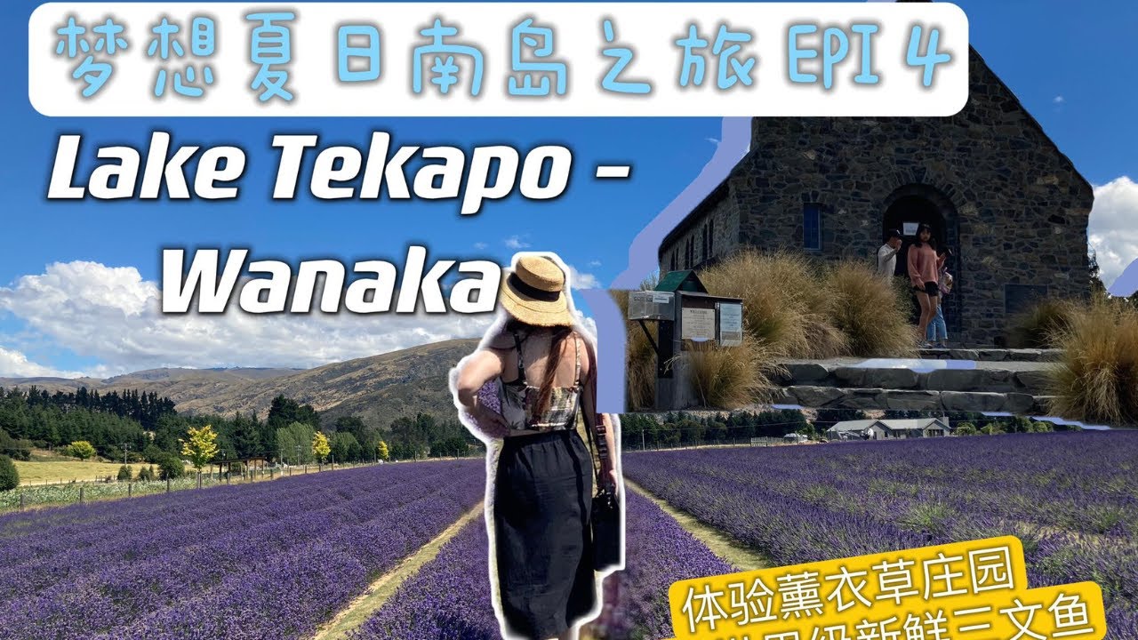 纽西兰南岛 l 梦幻Lake Tekapo l Wanaka 嫩滑三文鱼 l 紫色浪漫薰衣草庄园