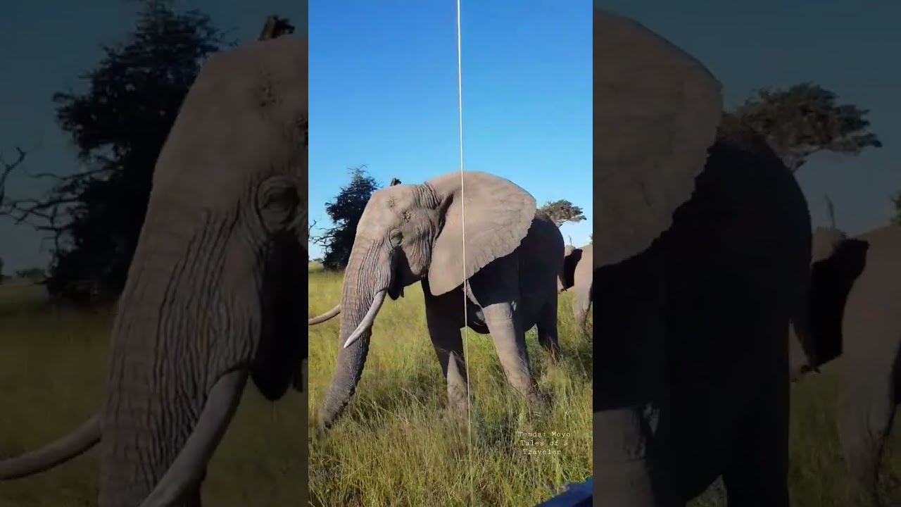 close encounter with gentle giants 