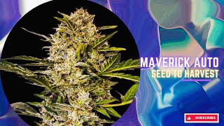 From Indoors to Greenhouse: Maverick Auto Fem Late Summer Transplant | South Africa