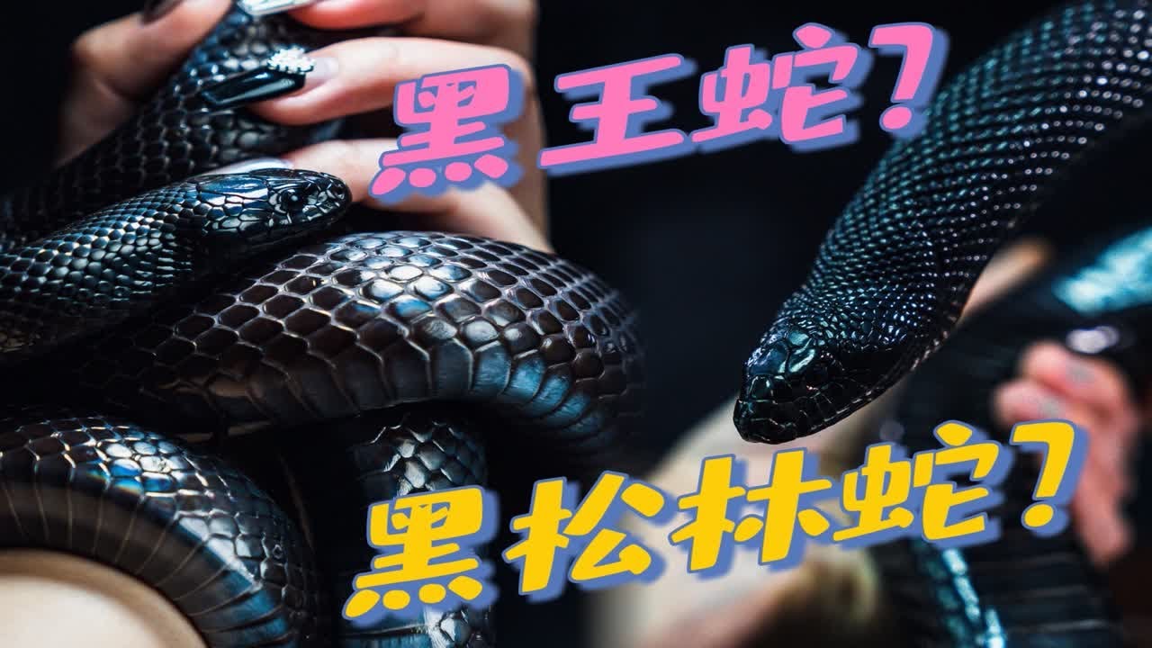 黑王蛇 VS 黑松林蛇 系统对比哪条更适合你? - YouTube