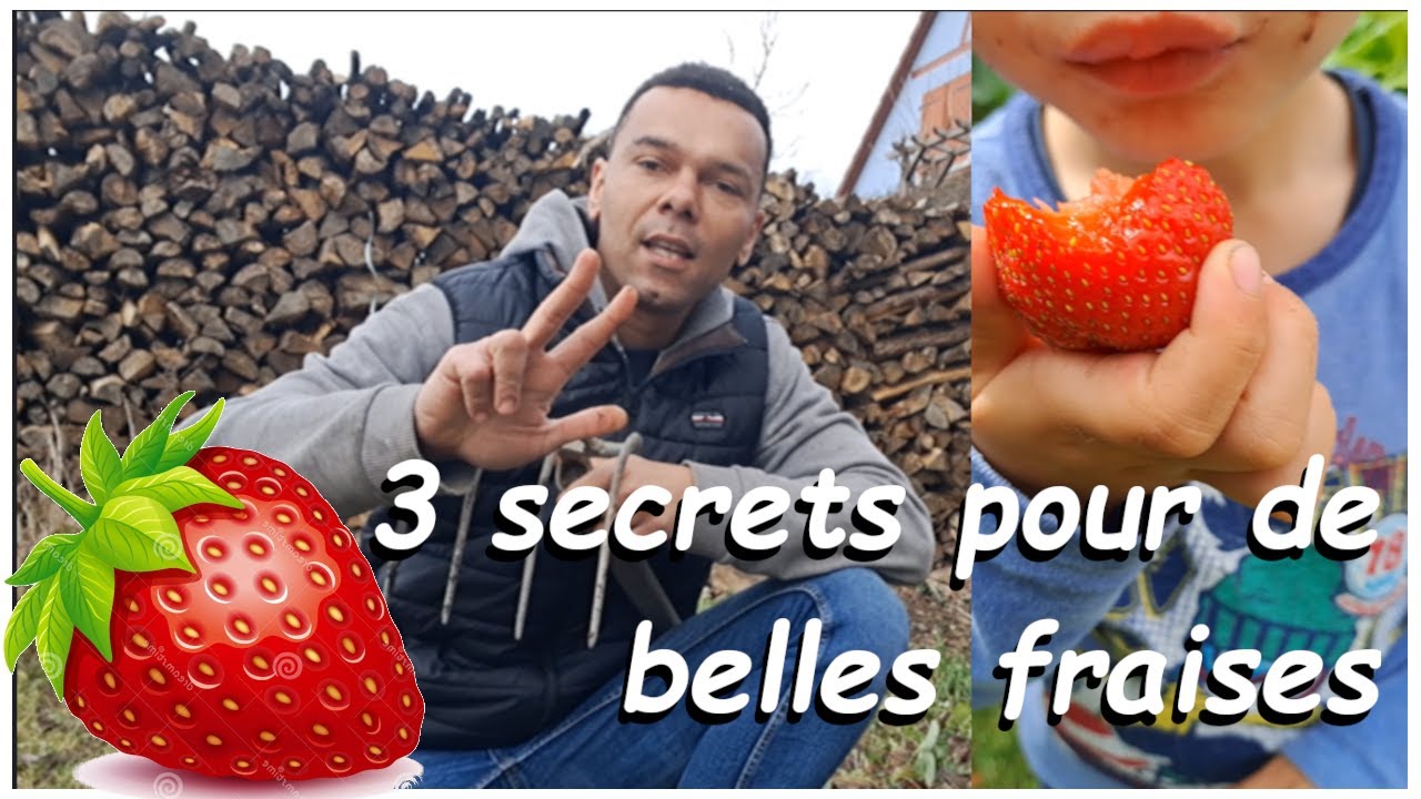 3 Astuces Magiques pour des Fraisiers Abondants ! ✨🍓🌿