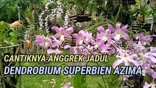 Cantiknya Anggrek Jadul, Dendrobium Superbiens Azima