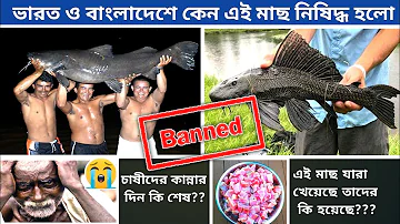 কেন নিষিদ্ধ করা হলো এই মাছ || Why Is Sucker Mouth Catfish Fish Banned || Sakar Fish || Pleco Fish