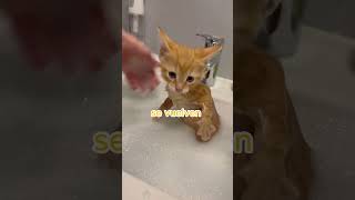 Gatitos que no odian el agua 😼 #shorts #mascotas #gatos