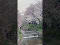 #japan #travel #sakura #japantravel #hana #blooming