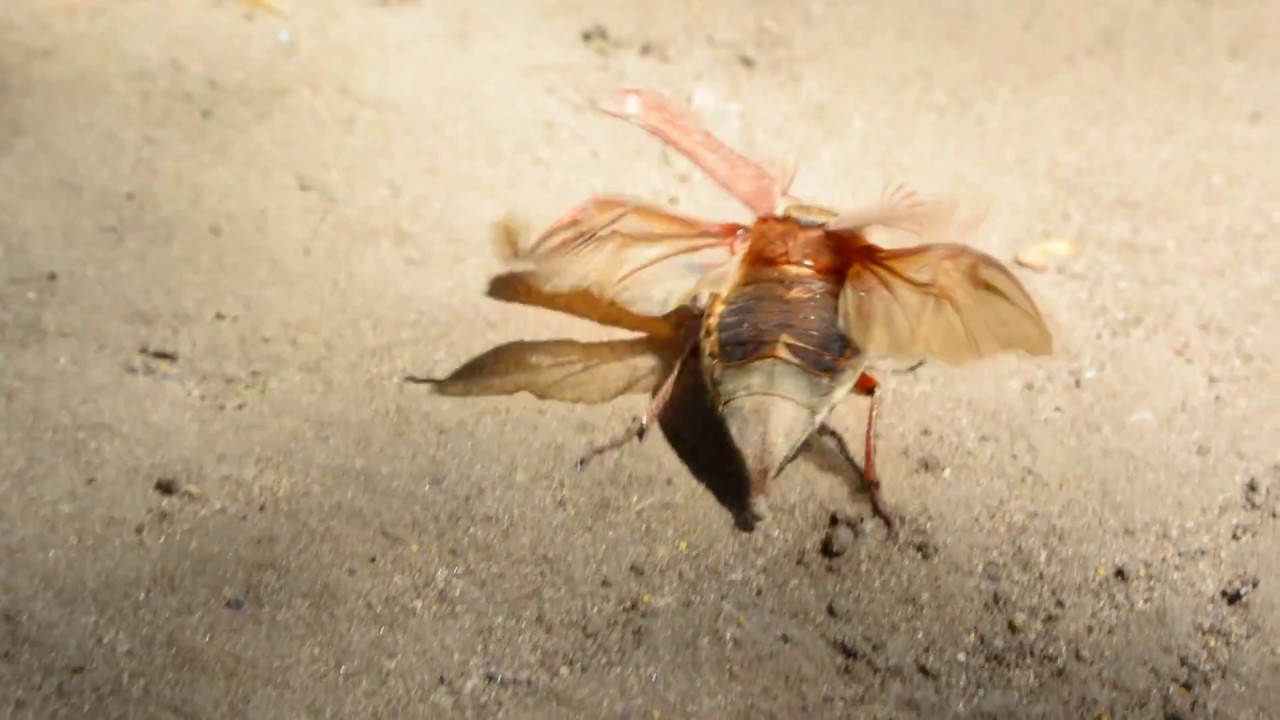 Хрущ (майский жук) пытается взлететь. Cockchafer (Melolontha melolontha) trying to take off.