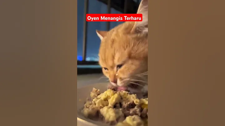 Watch the video about CRYING CAT || KUCING OYEN MENANGIS #cat #funny #kucing #fyp #short #kitten