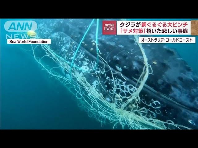 下にいるぞ！」クジラとあわや接触 網ぐるぐるで…「サメ対策」招いた