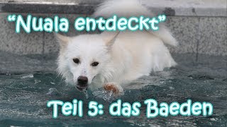 Nuala entdeckt - Teil 5: Das Baden (Islandhund, Icelandic Sheepdog swimming) - Amira's Blog by MsAmiratastic 1,178 views 8 years ago 6 minutes, 22 seconds