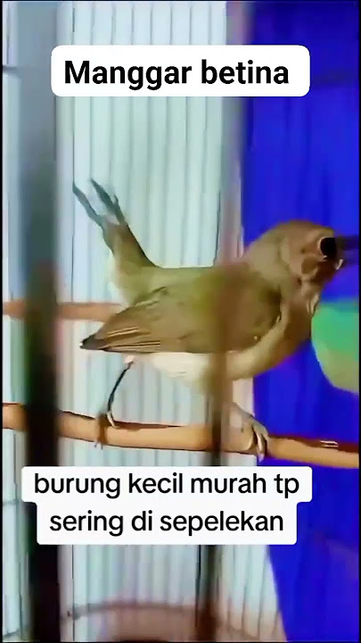 Kolibri kelapa , ato Manggar betina #masteran #muraibatuindonesia #kicaumania #kolibr#bird #burung